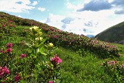 91 Distese di rododendri e genziane